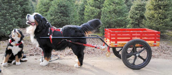 Dog Works Competition Cart (Red 18” Wire Spoked Wheels)